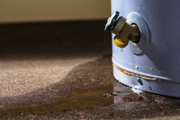 Best Professional water damage repair  in Manvel, TX